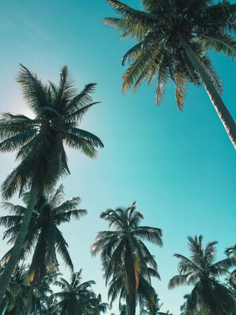 Stunning low-angle view of palm trees against a vibrant blue sky, capturing the essence of paradise.